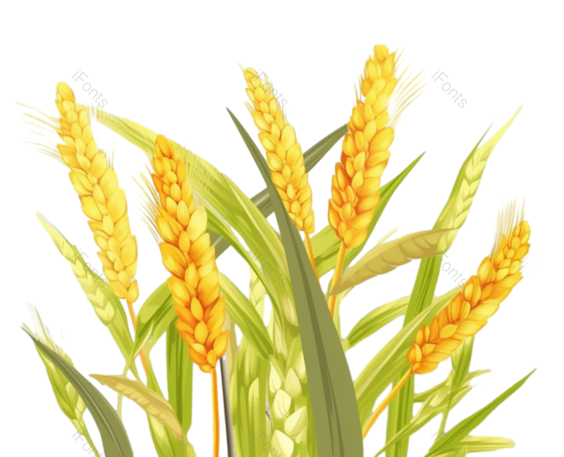 芒种图片,麦子元素,丰收PNG,麦田免抠素材